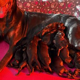 Boy 2 - Black and rust male Doberman Pinscher puppy in Lake City, Florida from Paintedcrazy Doberman Pinchers