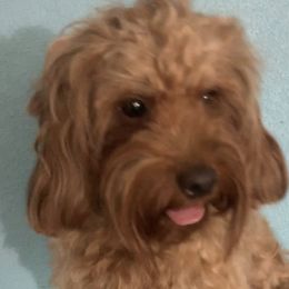 Poppy - Cockapoo
