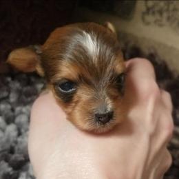Peanut - Gold male Yorkshire Terrier puppy in Hot Springs, Arkansas from Kimberly's Lovable Littles