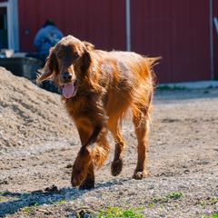 Irish Setters from Ol' Red Ranch