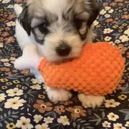 Coton de Tulear Puppies from Catawba Cotons