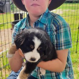 Miniature Australian Shepherd Puppies from Kings Point Mini and Toy Aussies