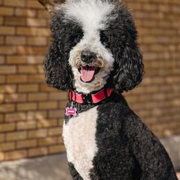 Pyper - Bernedoodle