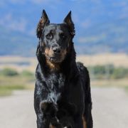 Beaucerons from RiverRim Beaucerons