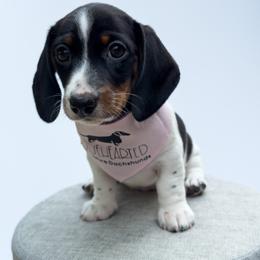 Dachshund Puppies from Truehearted Miniature Dachshunds
