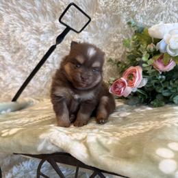 Allie - Chocolate female Pomsky puppy in Bucyrus, Missouri from Hill Top Pomskies