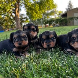 Yorkshire Terrier Puppies from Lisa’s Little Yorkies