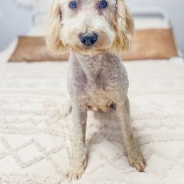 Hattie Rae - Goldendoodle