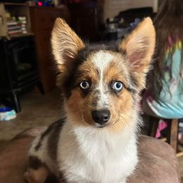 American Corgi and Miniature Australian Shepherd Puppies from TriplecminiaussiesAndCorgis
