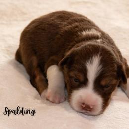 Spalding - Red tri male Miniature Australian Shepherd puppy in Blackfoot, Idaho from Bellewynd Acres