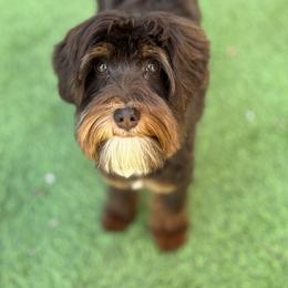 Tipsy - Australian Labradoodle