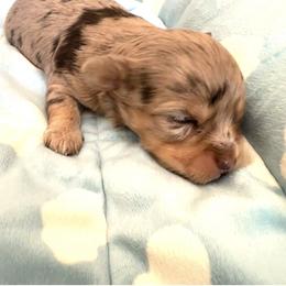 Hola - Chocolate sable female Havanese puppy in Arizona from HavaDoggie