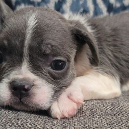 French Bulldogs from Prime_Frenchies