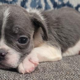 French Bulldogs from Prime_Frenchies