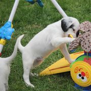Border Collie, English Setter, and Miniature American Shepherd Puppies from First Harmony Farms