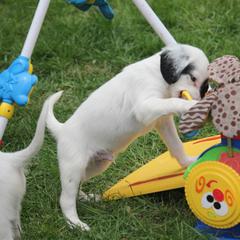 Border Collie, English Setter, and Miniature American Shepherd Puppies from First Harmony Farms