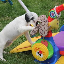 Border Collie, English Setter, and Miniature American Shepherd Puppies from First Harmony Farms