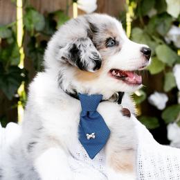 Australian Shepherd Puppies from Boise Aussie Paws