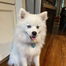 Teddy - Pomsky