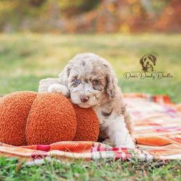 Aussiedoodle Puppies from Dani's Dandy Doodles