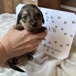 Dachshund Puppies from A Anchor Farm