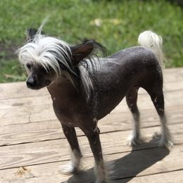 Russia - Chinese Crested