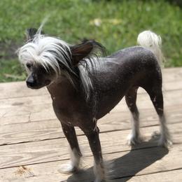 Russia - Chinese Crested