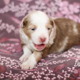 Australian Shepherd, Miniature American Shepherd, Miniature Australian Shepherd, and Toy Australian Shepherd Puppies from Painted Blue Aussies