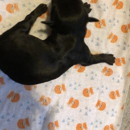 Miniature Schnauzer and Poodle Puppies from Bits & Bytes Farm