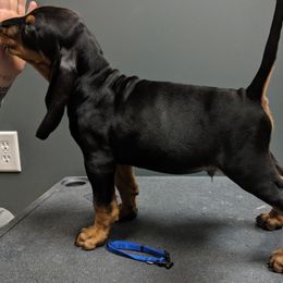 Black and Tan Coonhound and Bracco Italiano Puppies from Old Soul Black & Tan Coonhounds