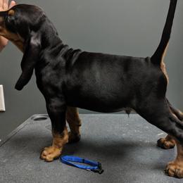 Black and Tan Coonhound and Bracco Italiano Puppies from Old Soul Black & Tan Coonhounds