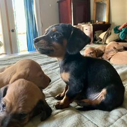 Trapper - Black and tan male Dachshund puppy in Brave, Pennsylvania from Maple Moon Dachshunds