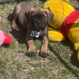 Purple - Red female Bullmastiff puppy in South Attleboro, Massachusetts from Bessettes Bullies