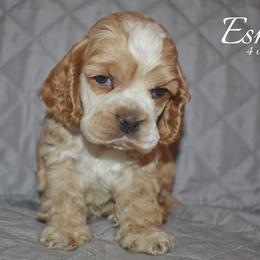 Esme - Buff female Cocker Spaniel puppy in Myerstown, Pennsylvania from The Cocker Cingdom