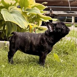 French Bulldog Puppies from Camarra King