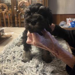 Miniature Schnauzer Puppies from Aljamar and suelen