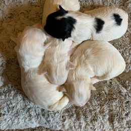 Havanese Puppies from Heart2Heart Havanese