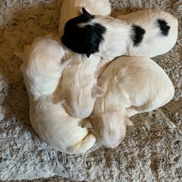 Havanese Puppies from Heart2Heart Havanese