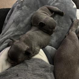 French Bulldog Puppies from SC colored french bulldogs