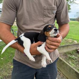 Boy 1 - Black and white male Beagle puppy in Hudson, Michigan from Bachman’s Kennel