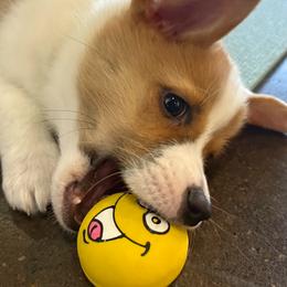 Pembroke Welsh Corgi Puppies from Chrismark
