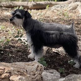 Kona - Miniature Schnauzer