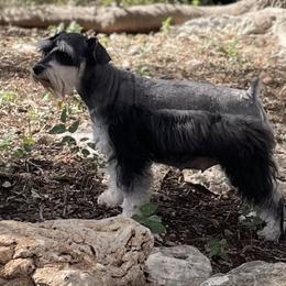 Kona - Miniature Schnauzer
