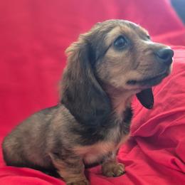 Annie AKC Shaded Red - Red female Dachshund puppy in Los Angeles, California from Sterling Dachshunds