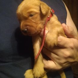 Golden Retriever Puppies from Gingersnap Golden Retrievers