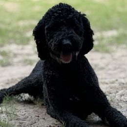 Bentley - Bernedoodle