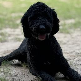 Bentley - Bernedoodle