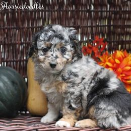 Aussiedoodles from Augie's Aussiedoodles