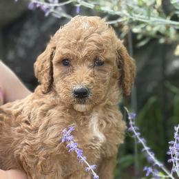 Puck - Apricot male Poodle puppy in St. Johnsbury, Vermont from Poodles of the Northern Woods