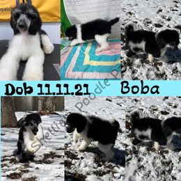 Poodle Puppies from Shellie’s Poodle Patch